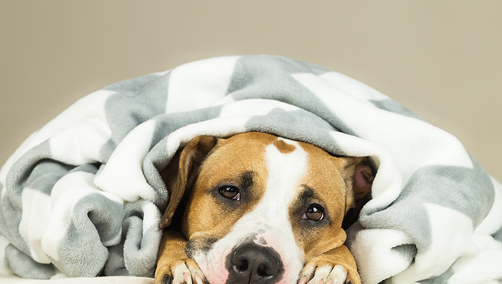 Canine Parvo: Signs, Symptoms, and Treatments