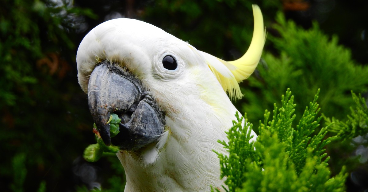 The Curious Cockatoo: Friendly & Sociable