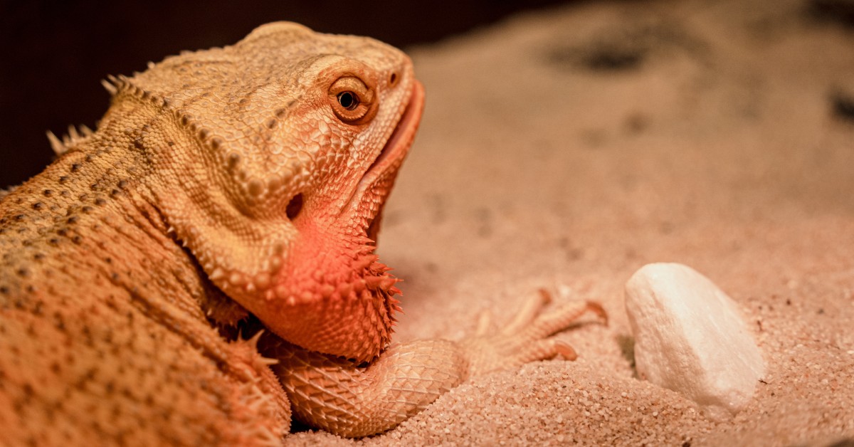 Winter Diet for Reptiles: Feeding Schedules for Cold-Blooded Pets